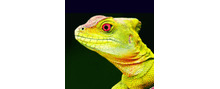 Logo Reptil