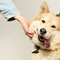 thumbnail All informasjonen du trenger for å kjøpe hund